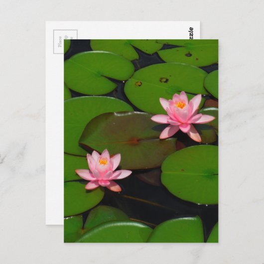 ピンクの蓮の水百合花園 ポストカード (正面/裏面)