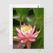 ピンクの蓮の水百合花 ポストカード (正面/裏面)