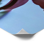 ピンクの蓮の花と鮮やか花びら ポスター (角)