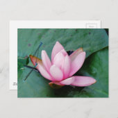 ピンクの蓮の花の上の青いトンボ ポストカード (正面/裏面)