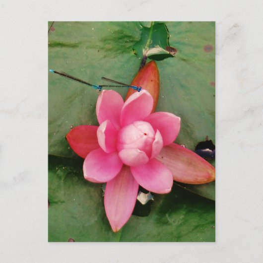 ピンクの蓮の花の上の青いトンボ ポストカード (正面)