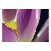 ピンクの蓮の花 (正面横)