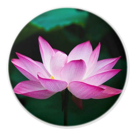 ピンクの蓮の花 セラミックノブ (正面)