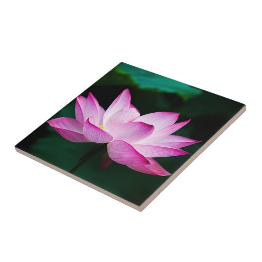 ピンクの蓮の花 タイル (側面)