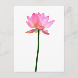 ピンクの蓮の花 ポストカード