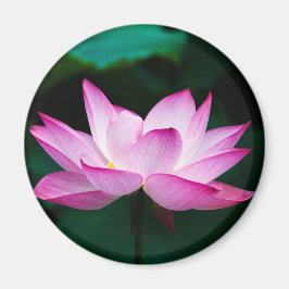 ピンクの蓮の花 マグネット