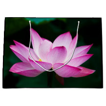 ピンクの蓮の花