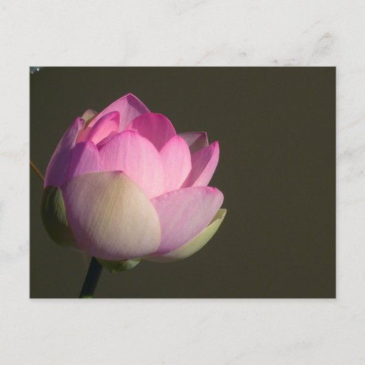 ピンクの蓮の花 案内ポストカード (正面)