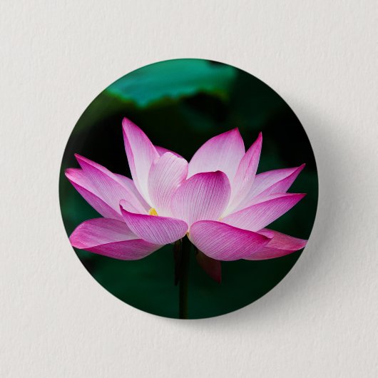 ピンクの蓮の花 缶バッジ (正面)