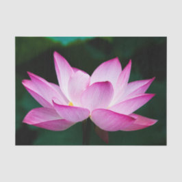 ピンクの蓮の花 薄葉紙