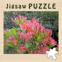 ピンクの蘭の花が咲く美しい写真 -