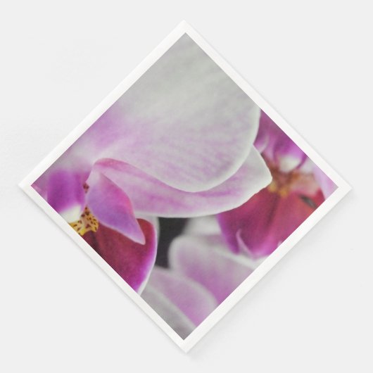 ピンクの蘭の花 (コーナー)