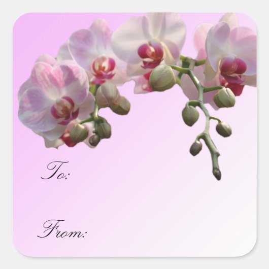 ピンクの蘭の花、クリスマスプレゼントのラップラベル。 スクエアシール (正面)