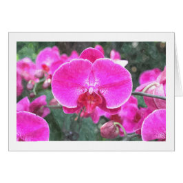 ピンクの蘭の花、花の写真