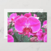 ピンクの蘭の花、花の写真 ポストカード (正面/裏面)