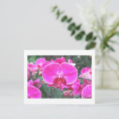 ピンクの蘭の花、花の写真 ポストカード (スタンド正面)