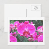 ピンクの蘭の花、花の写真 ポストカード (正面/裏面)