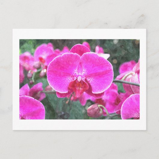 ピンクの蘭の花、花の写真 ポストカード (正面)