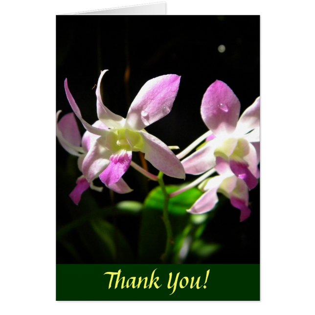 ピンクの蘭 (正面)