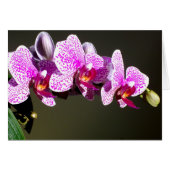 ピンクの蘭 (正面横)