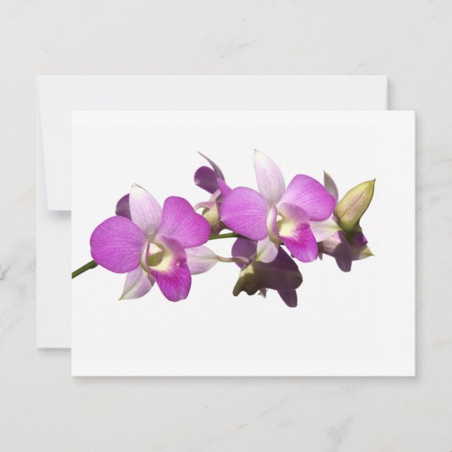 ピンクの蘭 (正面)