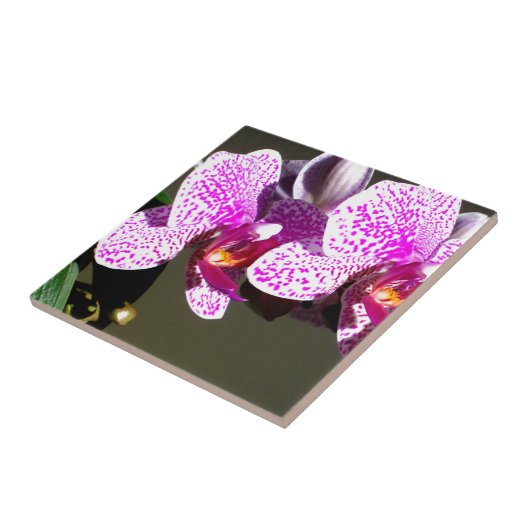 ピンクの蘭1 タイル (側面)