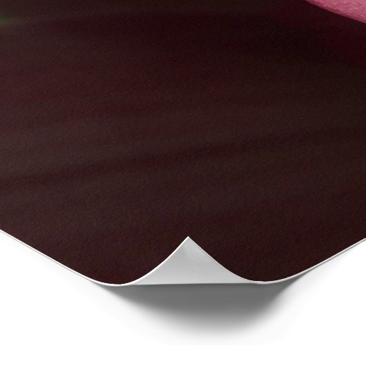 ピンクの蘭 ポスター (角)