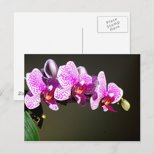 ピンクの蘭 ポストカード (正面/裏面)