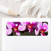 ピンクの蘭 ラベル (インサイチュ)