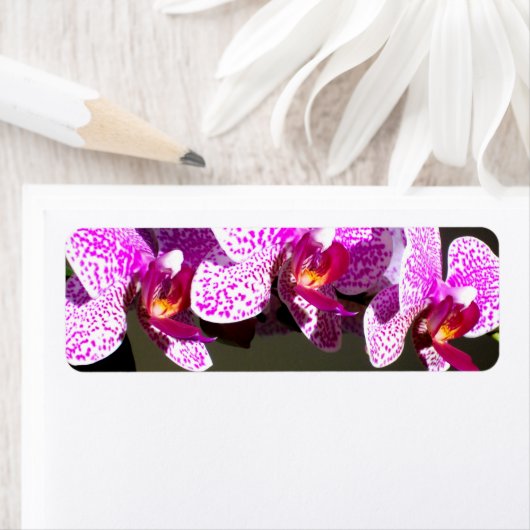 ピンクの蘭 ラベル (インサイチュ)