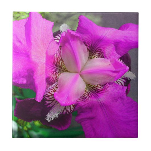 ピンクの虹彩花タイル タイル (正面)