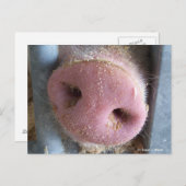ピンクの豚の鼻のクローズアップ写真 ポストカード (正面/裏面)