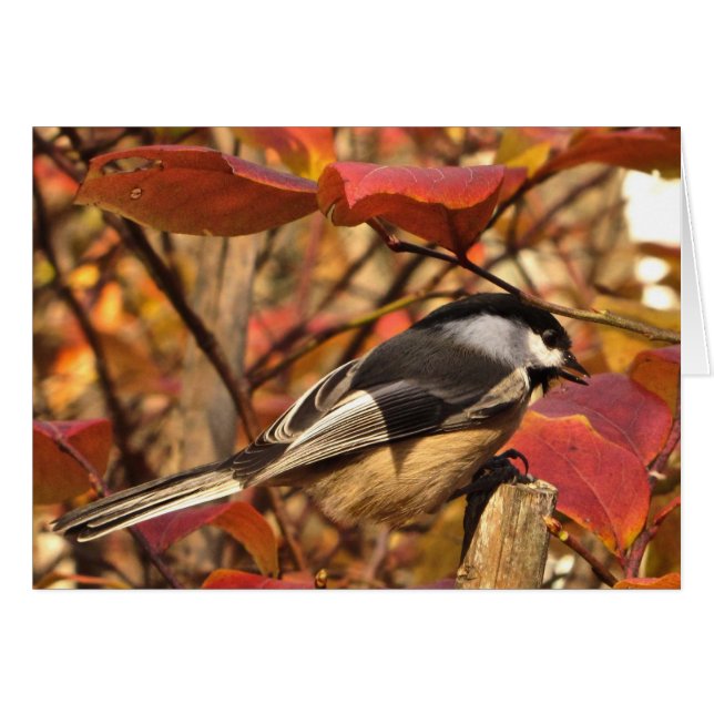 ピンクの赤い紅葉を持つ《鳥》アメリカゴガラの鳥 (正面横)