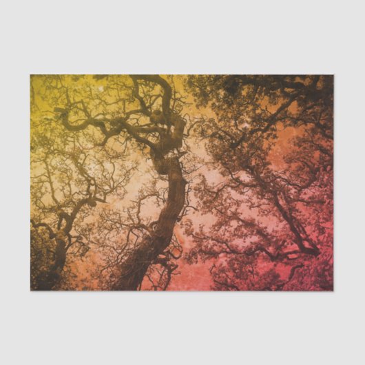 ピンクの赤面の木 薄葉紙 (正面)