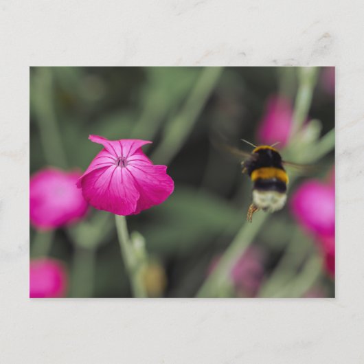 ピンクの野の花とマルハナバチの夏の自然写真 ポストカード (正面)