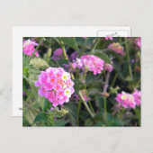 ピンクの野生の花 ポストカード (正面/裏面)