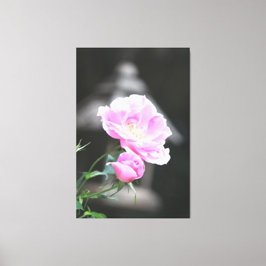ピンクの開花バラ キャンバスプリント (正面)
