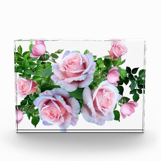 ピンクの開花バラ フォトブロック (正面)