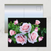 ピンクの開花バラ ポストカード (正面/裏面)