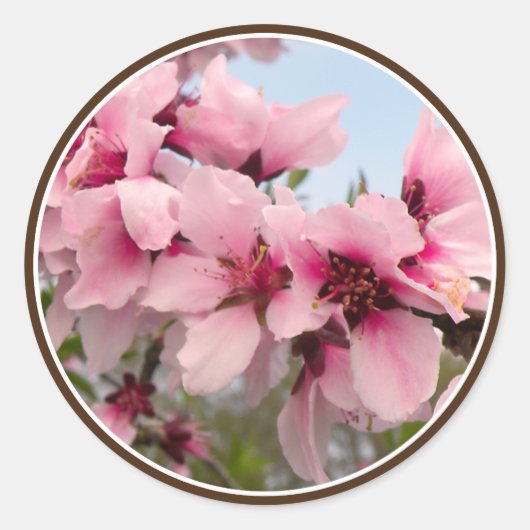 ピンクの開花枝のシール ラウンドシール (正面)