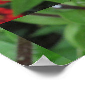 ピンクの開花《植物》百日草 ポスター (角)