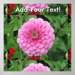 ピンクの開花《植物》百日草 ポスター