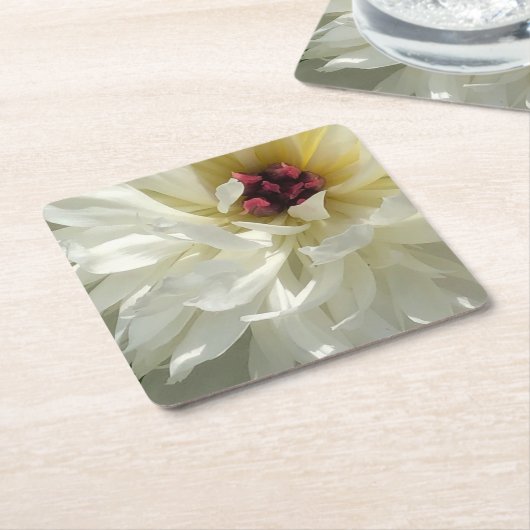 ピンクの雄蕊を持つクリーム色の白い牡丹の花 スクエアペーパーコースター (アングル)