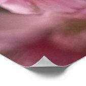 「ピンクの霞」日本のさくらんぼ花ポスター ポスター (角)