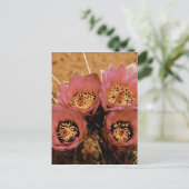 ピンクの高い砂漠春の花 ポストカード (スタンド正面)