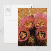 ピンクの高い砂漠春の花 ポストカード (正面/裏面)