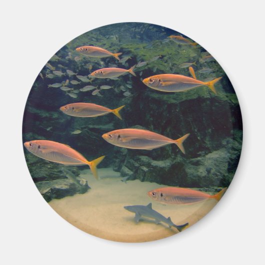 ピンクの魚のショール水中写真 マグネット (正面)