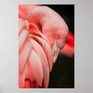 ピンクの鳥のクローズアップ写真 ポスター
