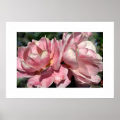 ピンクの2つのバラのポスター ポスター (正面)