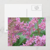 ピンクの アスティルベの花 ポストカード (正面/裏面)